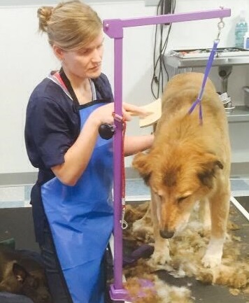 A woman in a blue apron grooming a golden retriever with a comb
